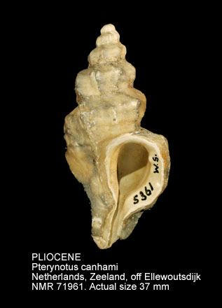 PLIOCENE Pterynotus canhami.jpg - PLIOCENE Pterynotus canhami (S.V.Wood,1872)